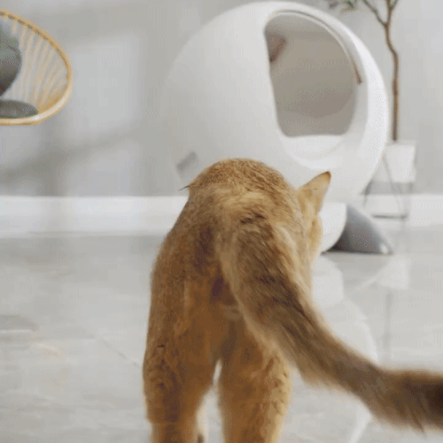 Automatic Self-Cleaning Smart Litter Box with App Control